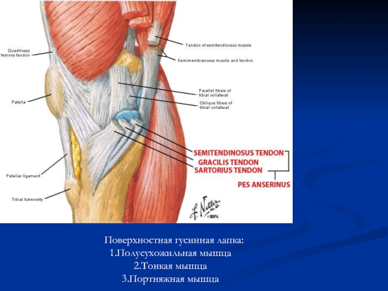 Сухожилия икроножной мышцы анатомия