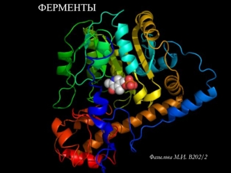 Ферменты2