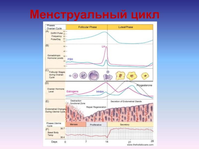 Плакор это. Менструальный цикл. Акушерство и гинекология менструационный цикл. Физиология менструационного цикла. Фазы менструального цикла Акушерство и гинекология.