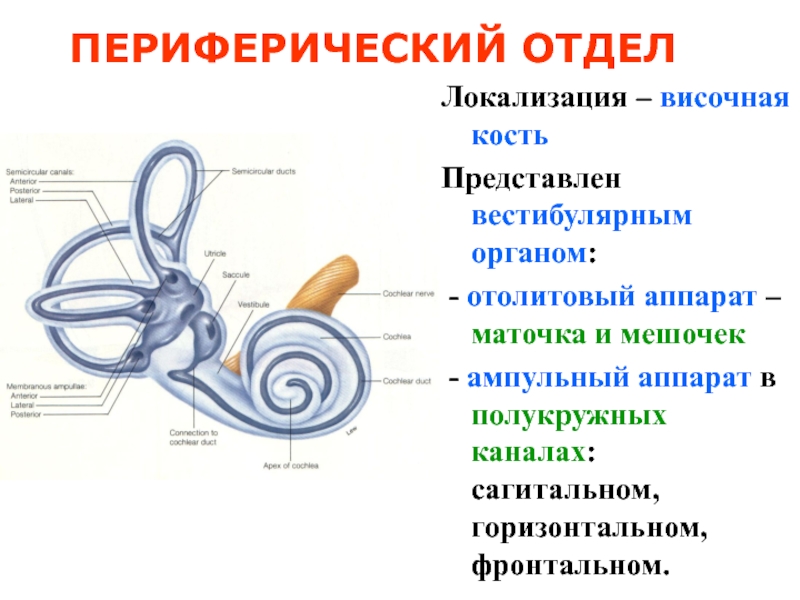 Орган равновесия картинка