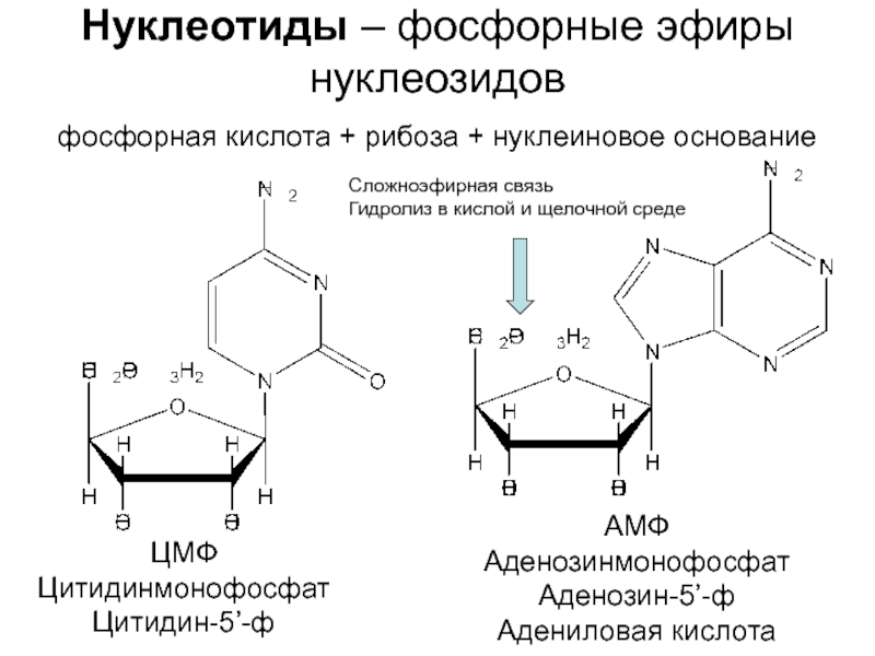 Схема образования цитидина