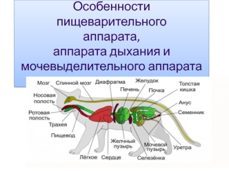 Аппарат пищеварения