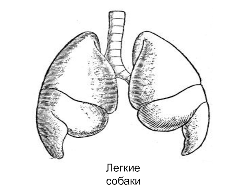 Легкие млекопитающих рисунок