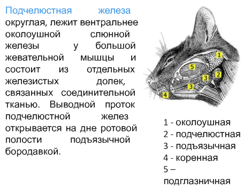 Подчелюстная железа. Околоушная железа у кошек. Слюнные железы у кошки анатомия. Воспаление слюнных желёз у кошки. Анатомия слюнных желез кошки.