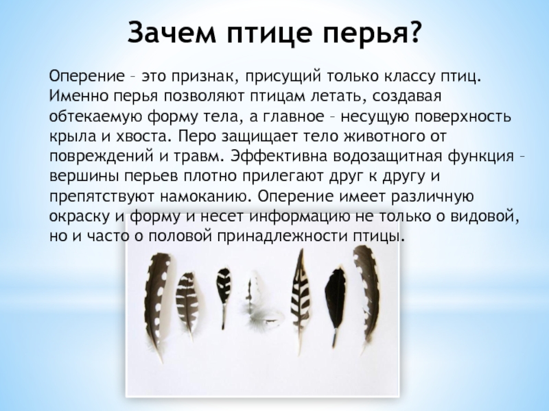 Оперение это. Зачем птицам перья. Зачем птицам нужны перья. Почему у птиц перья. Разные виды перьев у птиц.