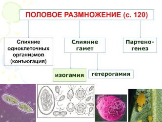 Половое размножение