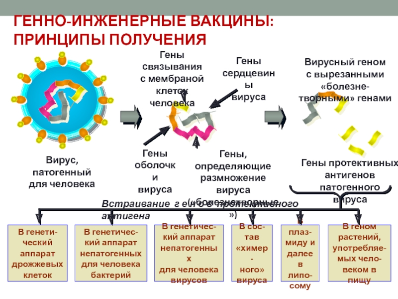 Вирусный геном. Генно-инженерные вакцины принципы получения применение. Генная инженерия вакцина принципы получения применение. Принципы получения генно-инженерных вакцин. Генно инженерные вакцины презентация.