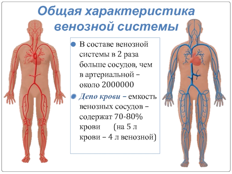 Венозный компонент. Свойства венозной системы. Характеристика венозной системы. Функциональная анатомия венозной системы. Артериальная и венозная система.