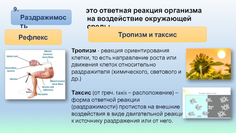 Почему организмы в многоклеточном организме работают согласованно