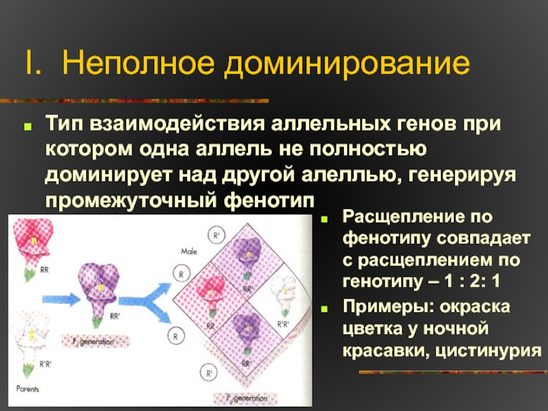 Доминирование признаков виды доминирования. Промежуточный фенотип. Тип взаимодействия при неполном доминировании. Неполное доминирование взаимодействие аллельных генов при котором. Расщепление признаков при неполном доминировании.