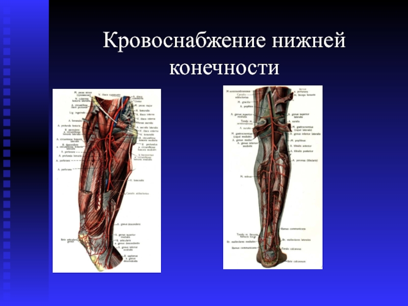 Артерии нижних конечностей фото