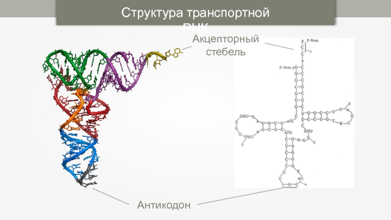 Белок трнк. Вторичная структура акцепторного стебля ТРНК. Акцепторный участок ТРНК. Акцепторная ветвь ТРНК. Транспортная ТРНК антикодон.