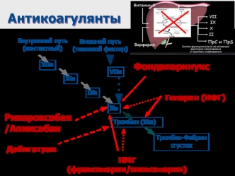 Антикоагулянты. Принцип лечения варфарином