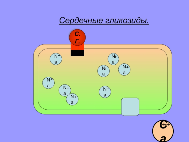 Презентация на тему сердечные гликозиды