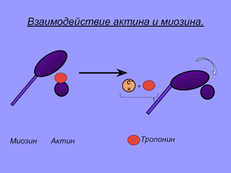 Волокна актина и миозина