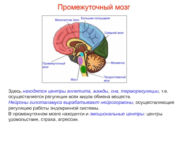 Нервы промежуточного мозга