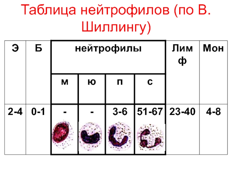 Лейкоцитоз нейтрофилы. Нейтрофилы таблица. Размер нейтрофилов. По шиллингу лейкоцитарная формула шиллингу.