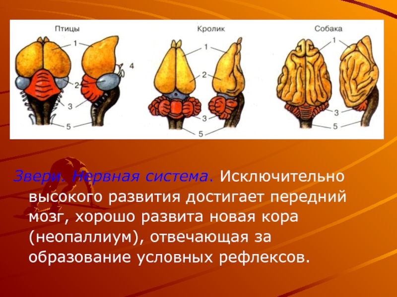 Презентация эволюция нервной системы