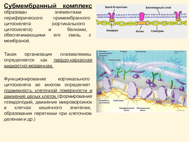 Мембраны клеток эукариот. Гликокаликс субмембранный комплекс. Надмембранный мембранный и субмембранный комплекс. Надмембранный комплекс строение и функции.