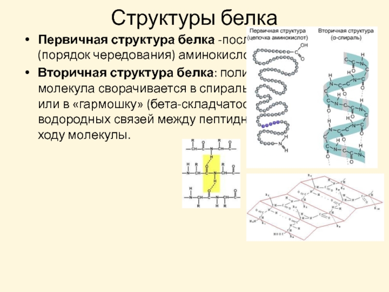 Образование пептидных связей структура белка. Первичная и вторичная структура белка. Вторичная структура белков Альфа и бета структуры.