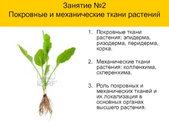 Покровные и механические ткани растения