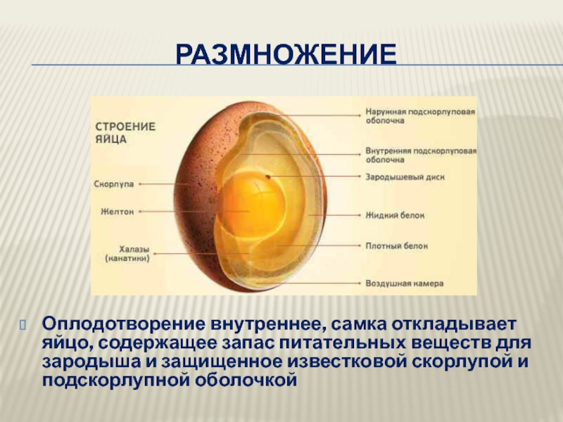 Где находится запас питательных веществ. Строение оплодотворенного яйца. Строение яйца с зародышем. Строение яйца млекопитающих. Строение яйца птицы с зародышем.