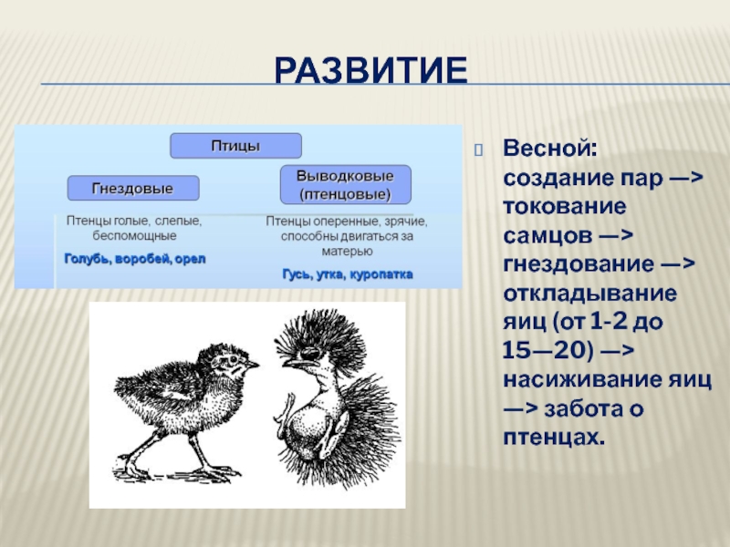 Развитие птиц схема