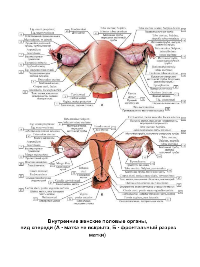 Строение наружных органов женщины. Строение внутренних органов женской половой системы. Матка строение анатомия латынь. Женская половая система анатомия латынь. Строение внутренних органов матки.