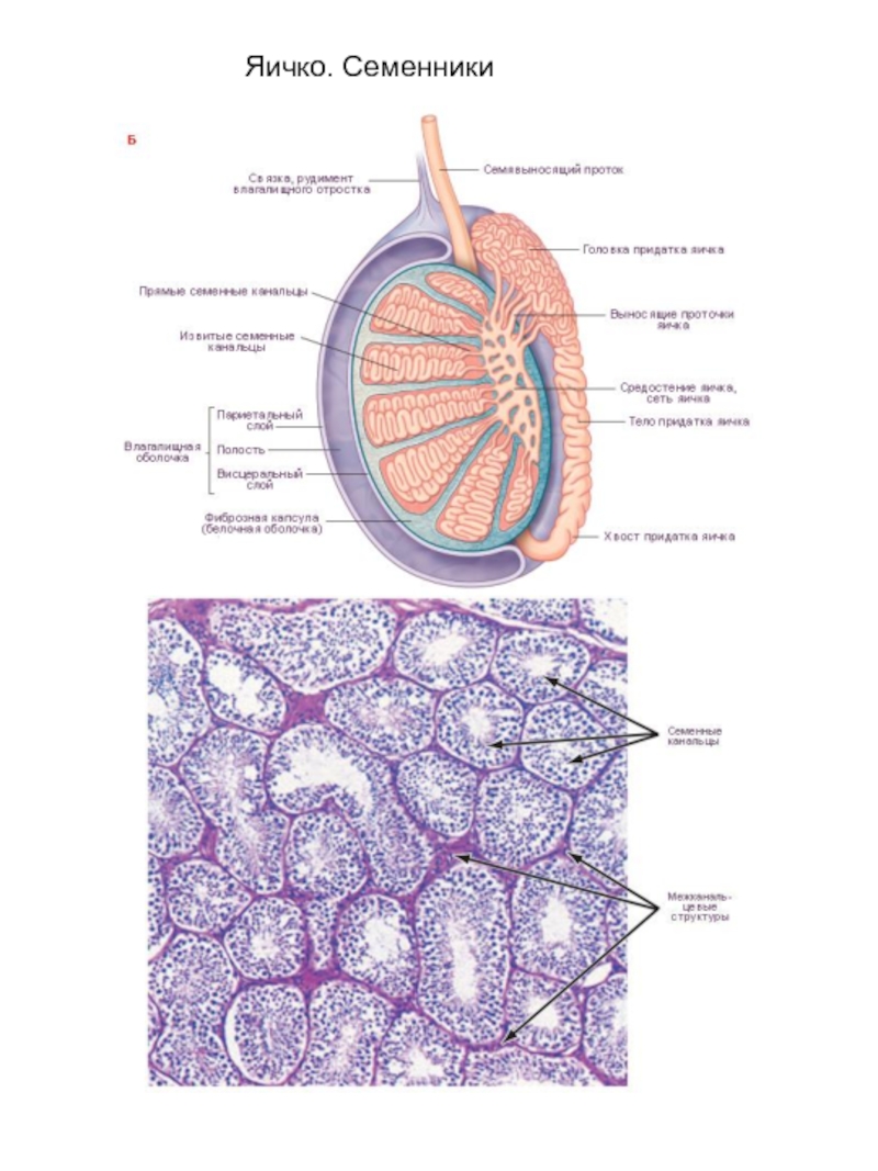 Придаток яичка функции. Строение семенника гистология. Строение яичка гистология. Микроскопическое строение яичка анатомия. Семенник яичко гистология строение.