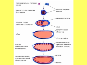 Развитие эмбриона мухи дрозофилы