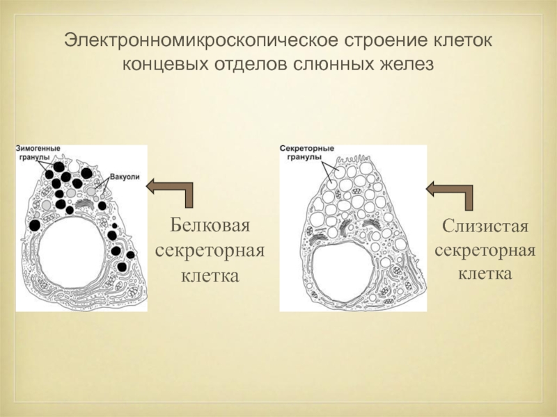 Слизистые клетки