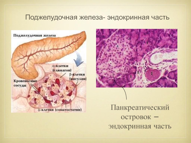 Поджелудочная железа человека фото