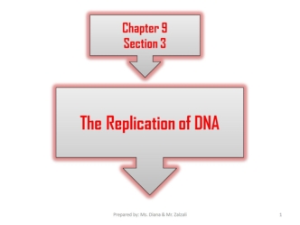 DNA Replication. (Chapter 9.3)