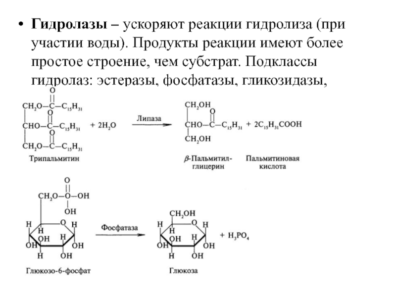 Гидролиз белка схема