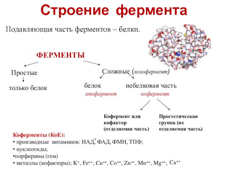 Классификация ферментов картинки