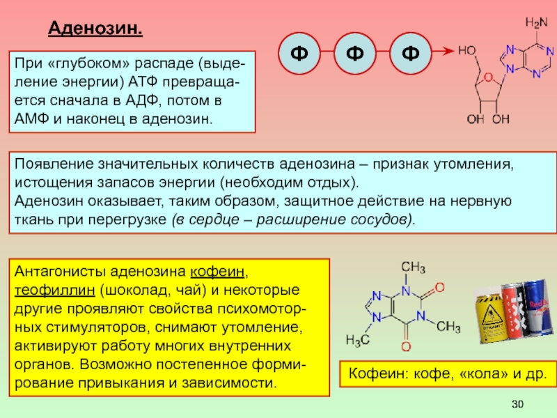 Углеводы входящие в состав атф. Аденозин. Метаболизм аденозина. Аденозин функции в организме. Аденозин гормон.