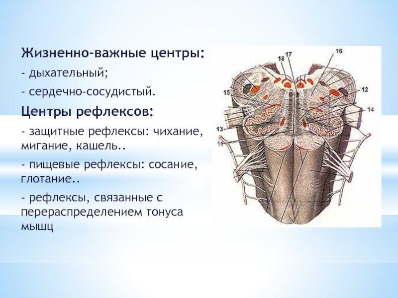 Центры управления сердечно сосудистой. Жизненно важные центры продолговатого мозга. Жизненно важные (витальные) центры продолговатого мозга. Жизненно важные центры. Жизненно важные центры: дыхательный.