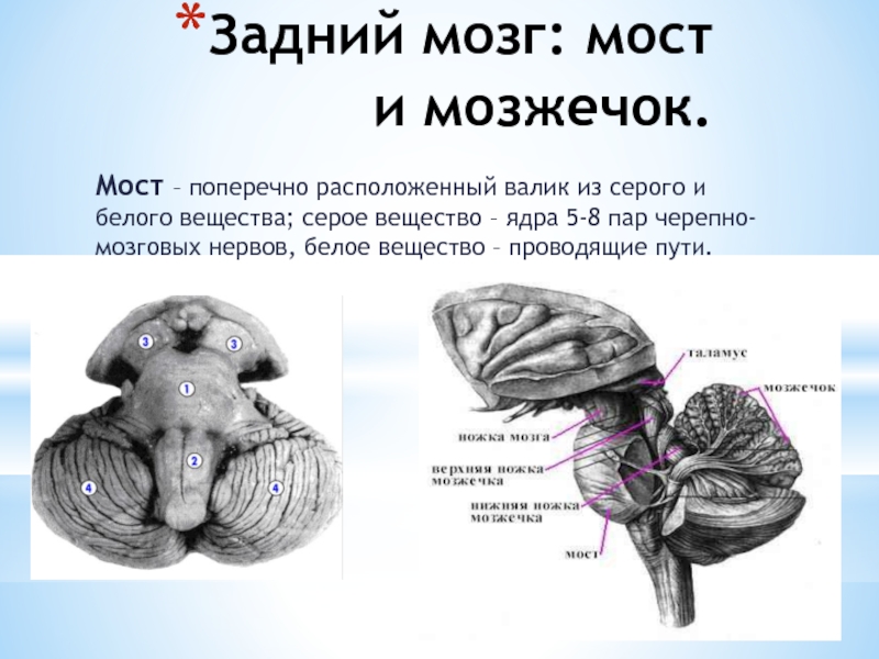 Задний отдел мозга включает. Задний мозг строение анатомия. Структуры белого вещества заднего мозга. Задний мозг мост анатомия. Задний мозг варолиев мост и мозжечок.