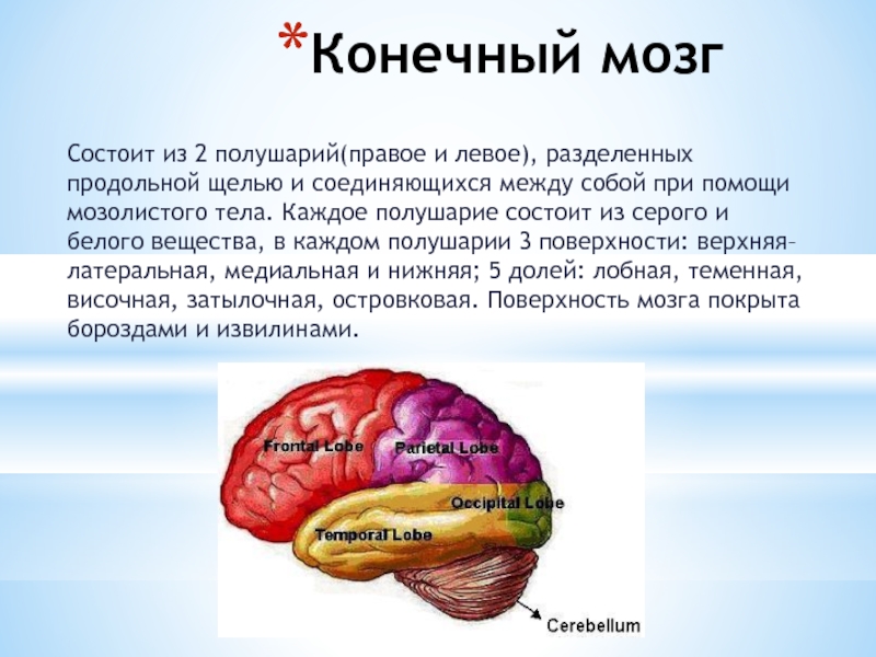 Из чего состоит мозг. Строение конечного мозга и его функции. Строение конечного мозга кратко. Конечный мозг особенности строения. Функции конечного мозга головного мозга.