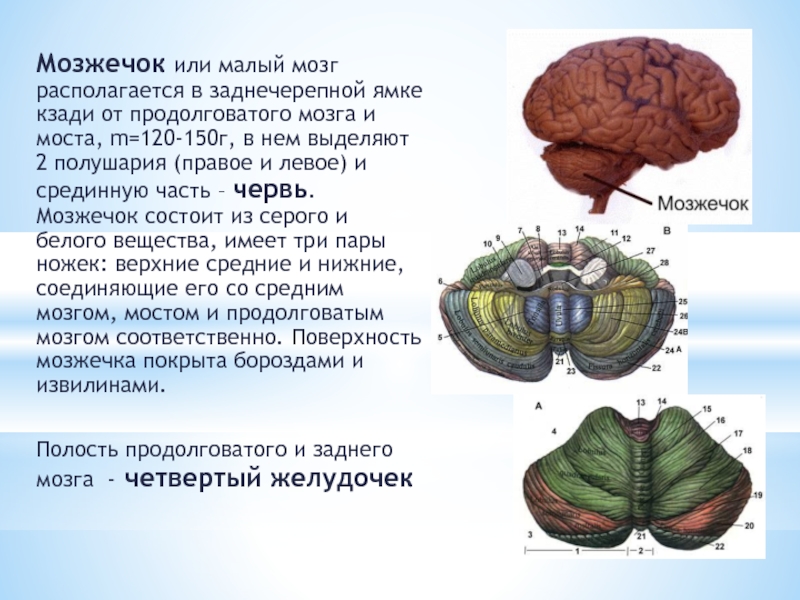 В задний мозг входит мозжечок. Строение мозжечка человека. Мозг строение мозжечка анатомия. Части мозжечка 3. Строение мозжечка в головном мозге.