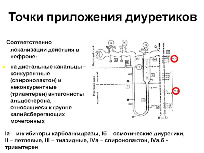 Точки приложения диуретиков схема - 90 фото