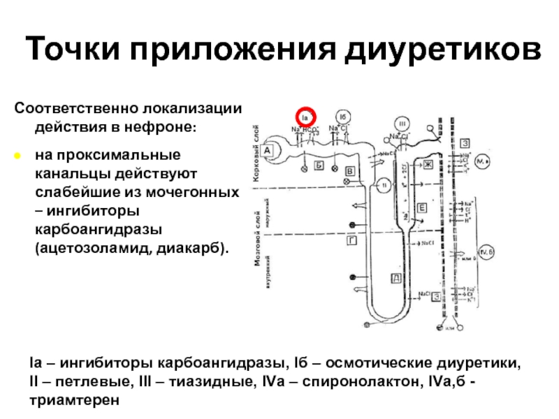 Точка действия. Ингибиторы карбоангидразы диуретики. Диуретик ингибитор карбоангидразы. Ингибиторы карбоангидразы механизм. Точка приложения тиазидных диуретиков.