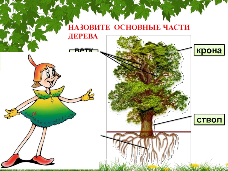 Части дерева ответы