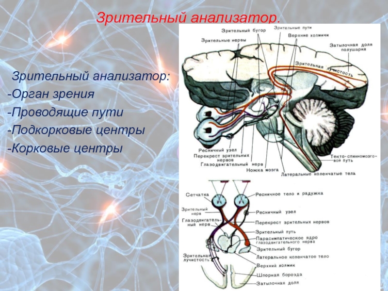 Корковое представительство зрительного анализатора