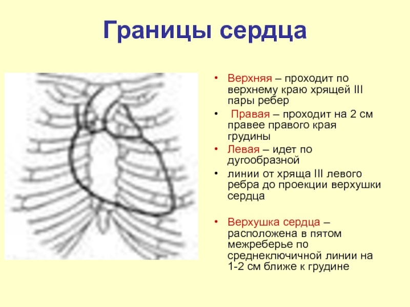 Границы сердца