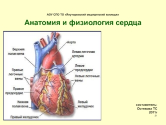 Анатомия и физиология сердца