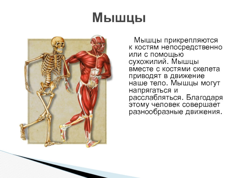 Образование мышц. Мышцы прикрепляются. Мышцы прикрепляются к костям. К костям скелета прикрепляются. Прикрепление мышц к скелету.