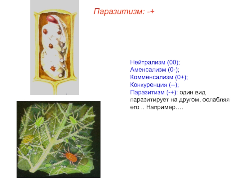 Комменсализм и аменсализм. Нейтрализм микроорганизмов примеры. Нейтрализм бактерий пример. Паразитизм микроорганизмов. Нейтрализм аменсализм.