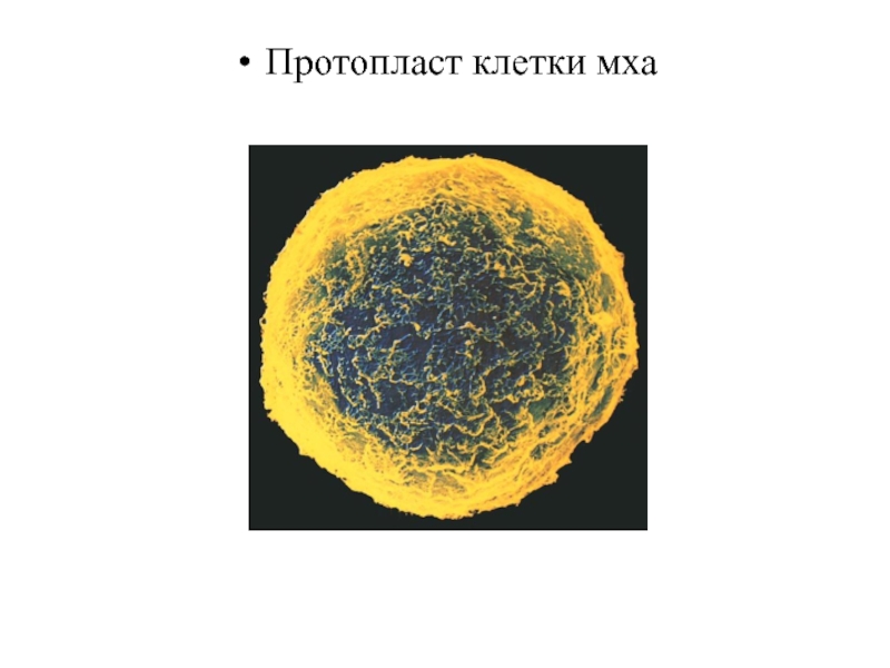 Протопласт. Протопласт клетки. Протопласт растительной клетки. Протопласт строение. Протопласт клетки состоит из.