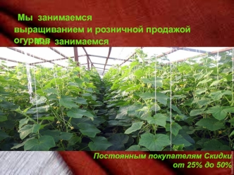 Выращивание и розничная продажа огурцов